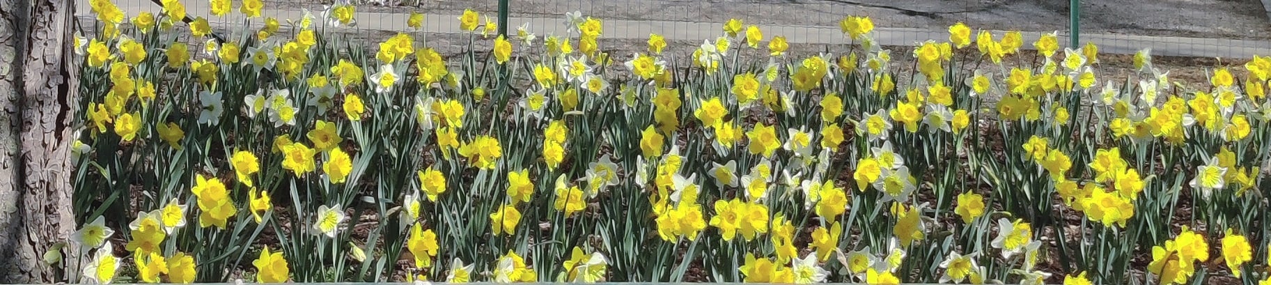 Champ de fleurs Meulebeke