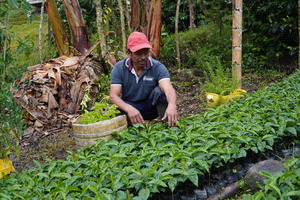 Justinianio travaillant auprès de ses plants de café. © J. M. Vargas / HI