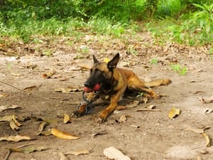 Fisti joue avec le Kong, son jouet préféré. © A. Stachurski / HI