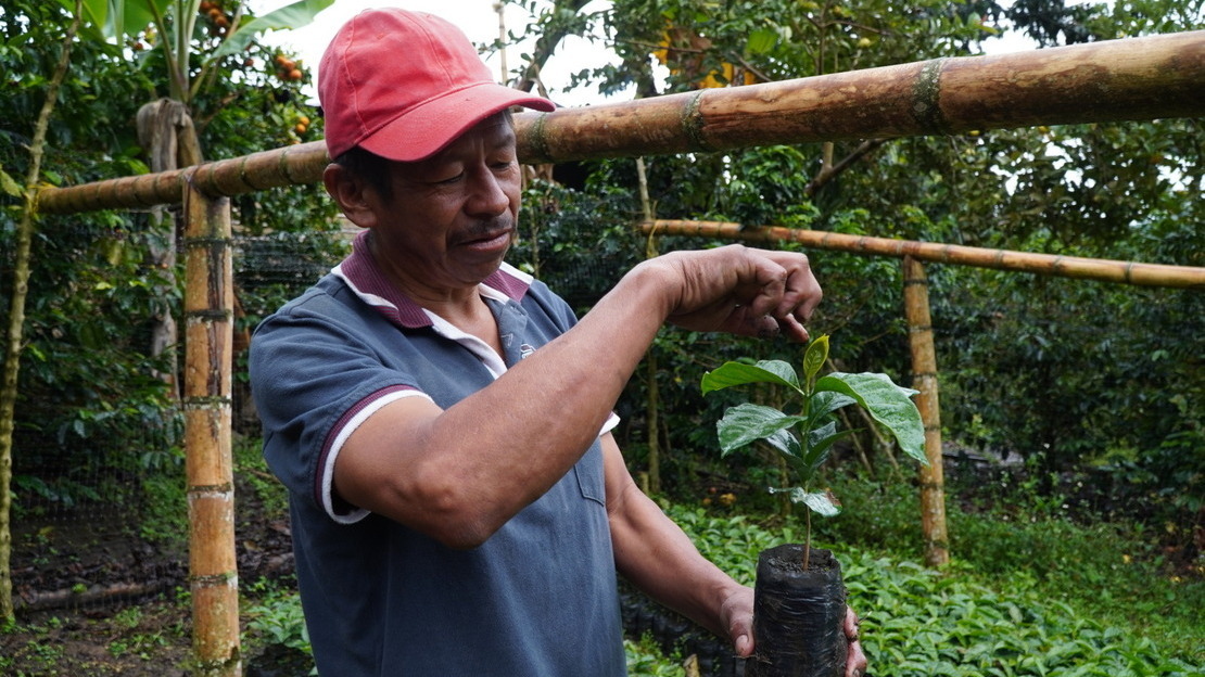 Justiniano tient un plant de café dans sa main et sourit.