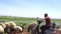 Faisal aan het werk met enkele van zijn schapen