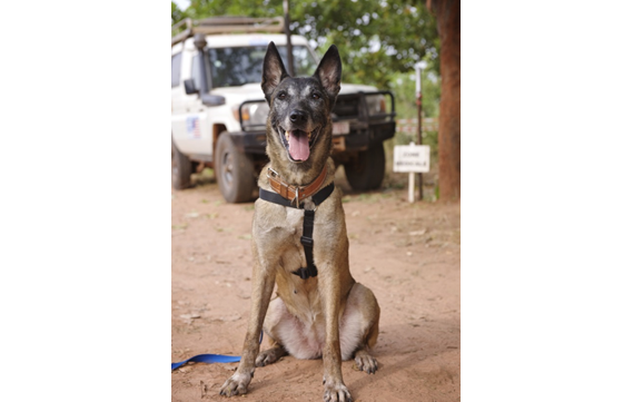 Portrait de Katja, chiennne de la race des bergers malinois